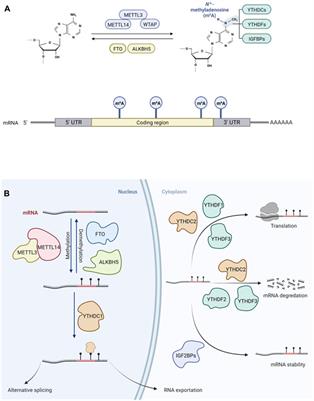 The emerging role of m6A modification of non-coding RNA in gastrointestinal cancers: a comprehensive review